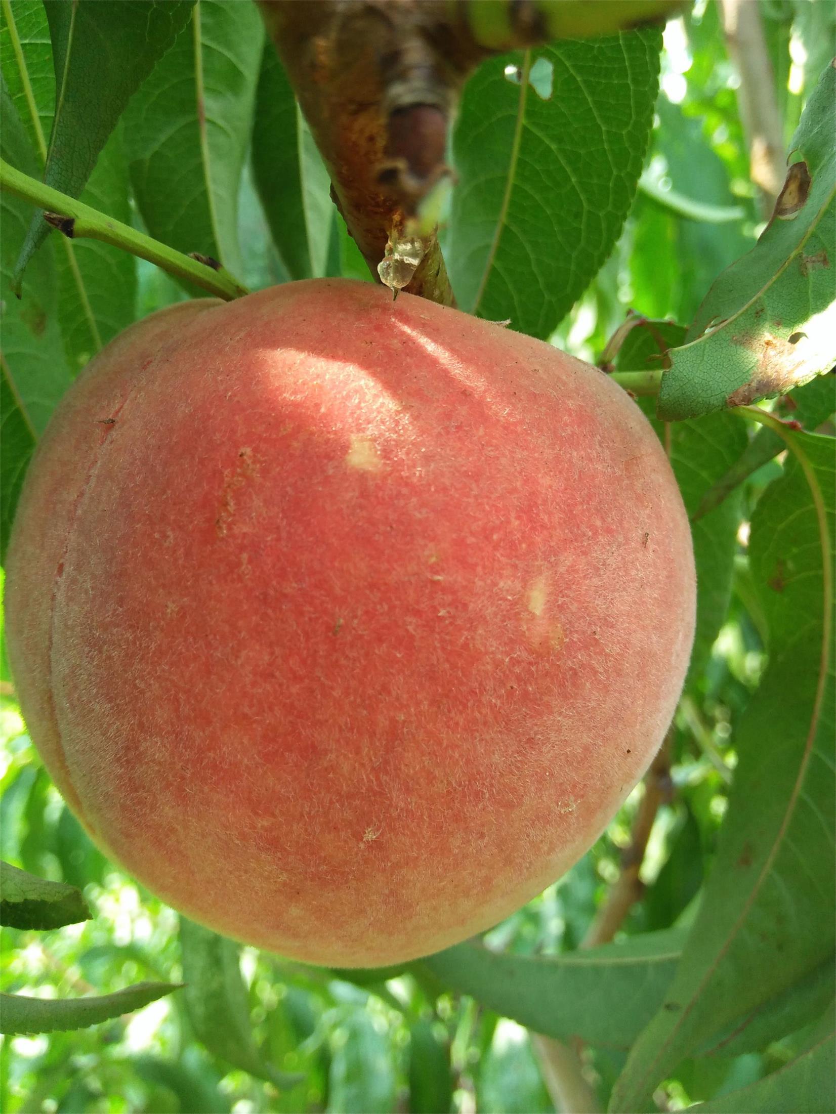 重庆垫江红富士苹果树苗种苗哪里有