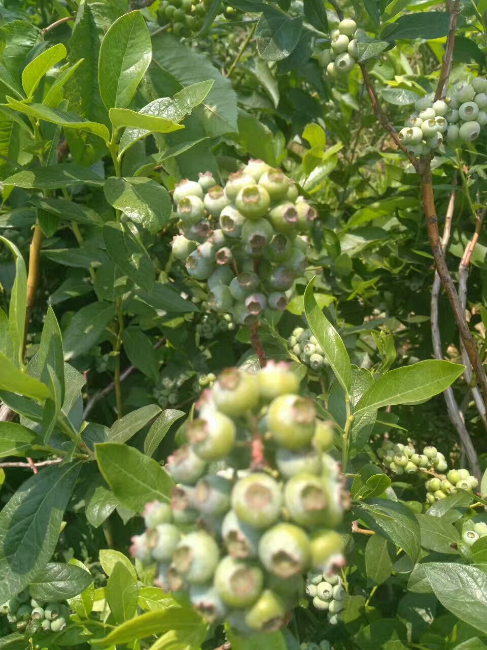 湖南益阳有石榴树苗（一米）