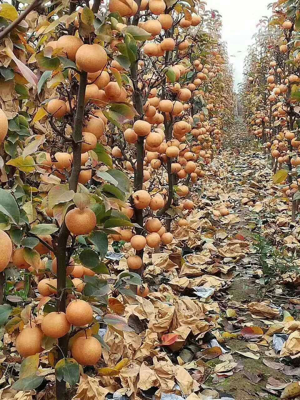 重庆梁平有青皮苹果苗（2厘米）