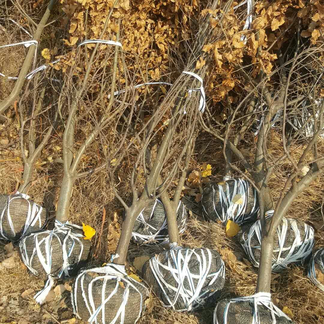 重庆梁平挂果苹果苗价格