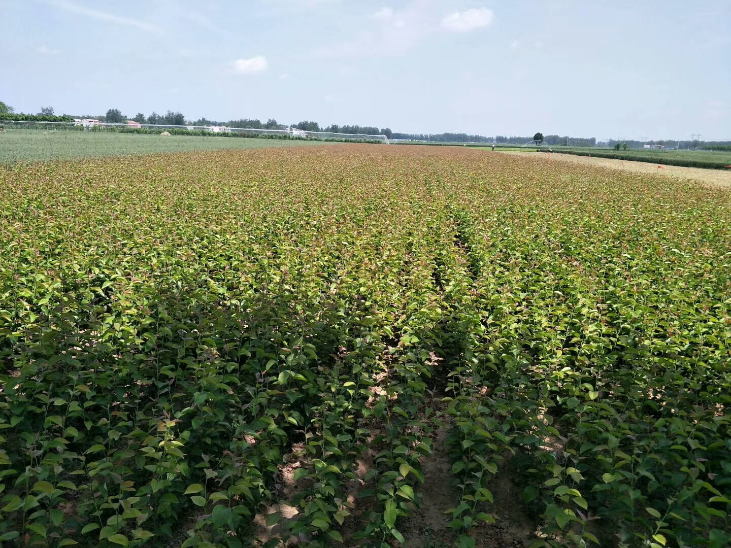 新疆五家渠黄肉苹果树苗种植户