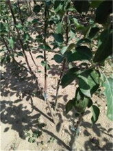 重庆万盛挂果苹果树苗种植基地图片