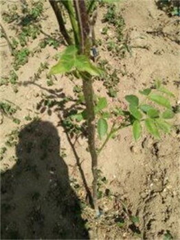 四川成都红肉苹果树苗种植户