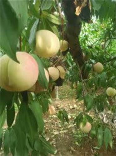 云南昆明有苹果苗种植户