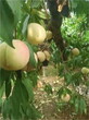 重庆璧山有苹果树苗基地[苹果树苗苹果树苗图片