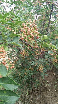 河南許昌紅富士蘋(píng)果樹(shù)苗種植戶