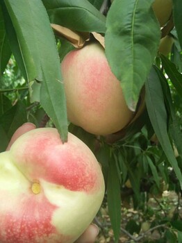 重庆巫溪苹果苗盆栽