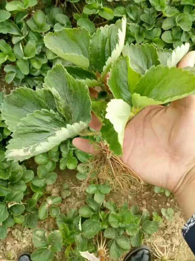 新疆巴音郭楞有花椒树基地