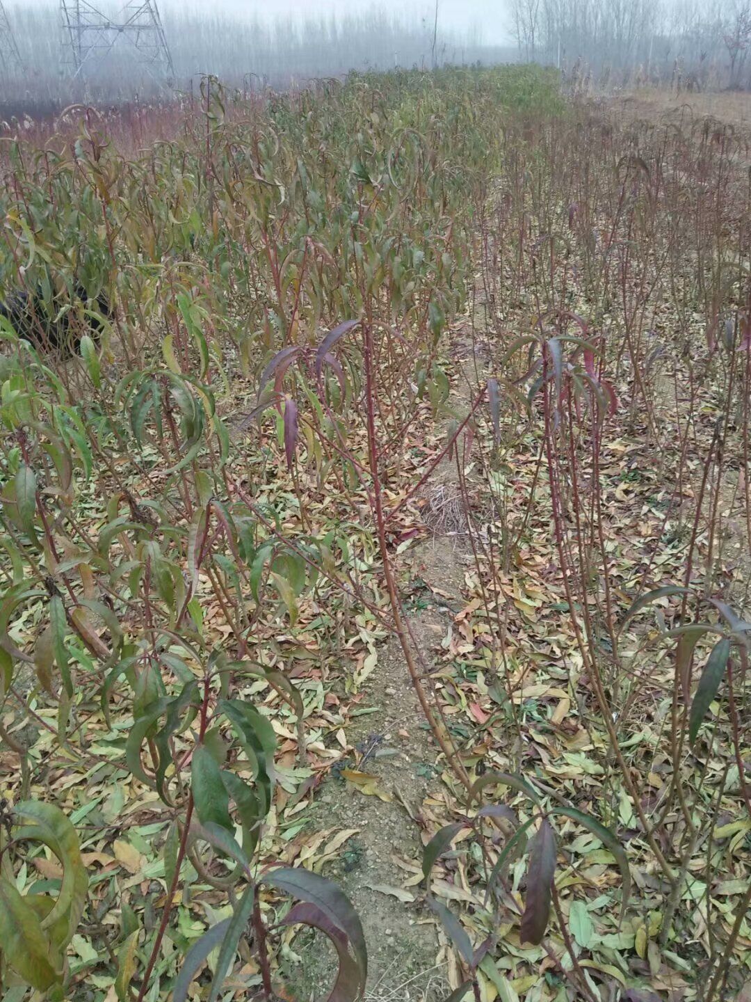 新疆巴音郭楞红肉苹果树苗怎样