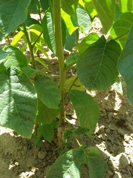 云南楚雄挂果苹果树苗种植基地