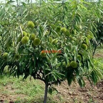 新疆巴音郭楞有花椒树基地