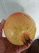 新疆克孜勒苏柯尔克孜黄肉苹果树苗图片