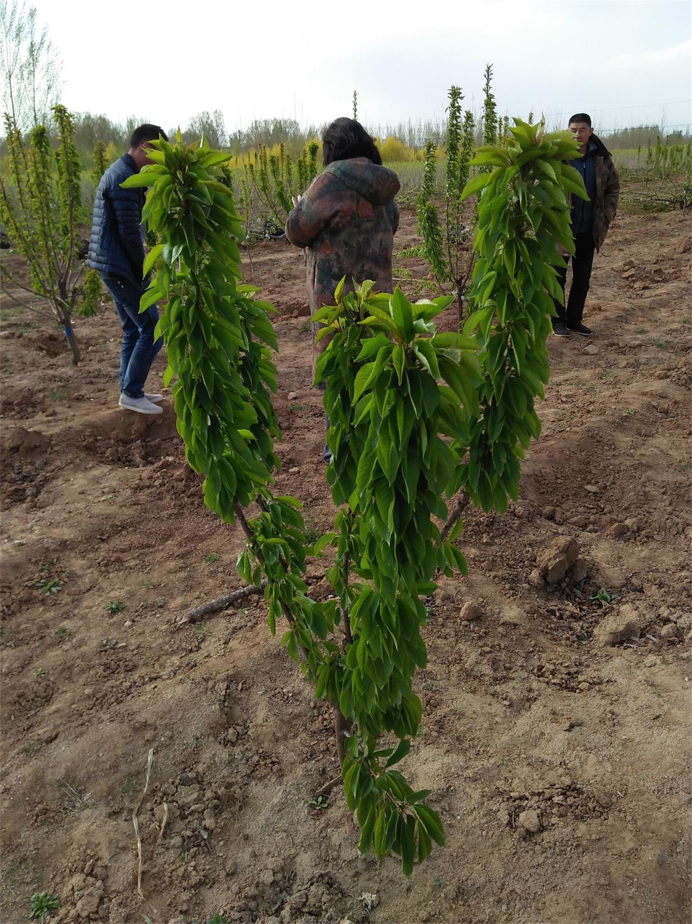 新疆昆玉2年苹果树苗报价