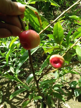 湖南怀化红肉苹果树苗种植基地