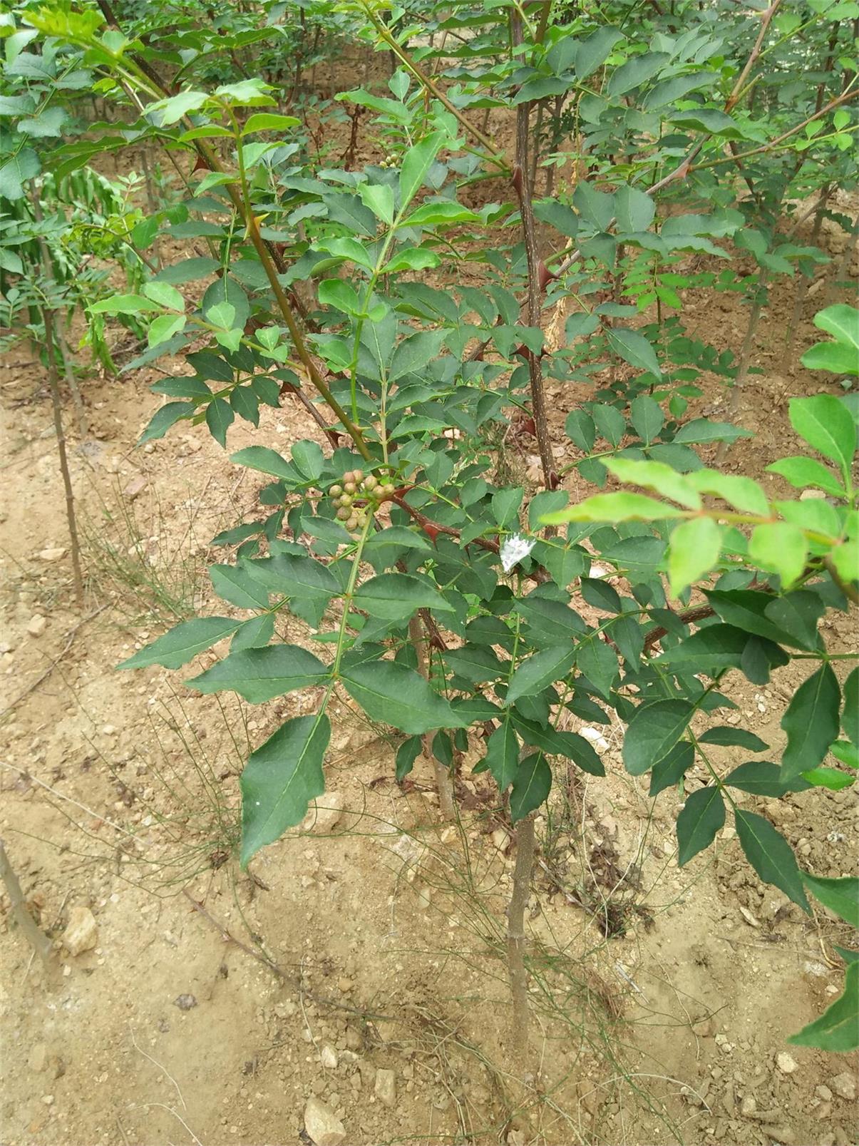 云南楚雄挂果苹果树苗种植基地