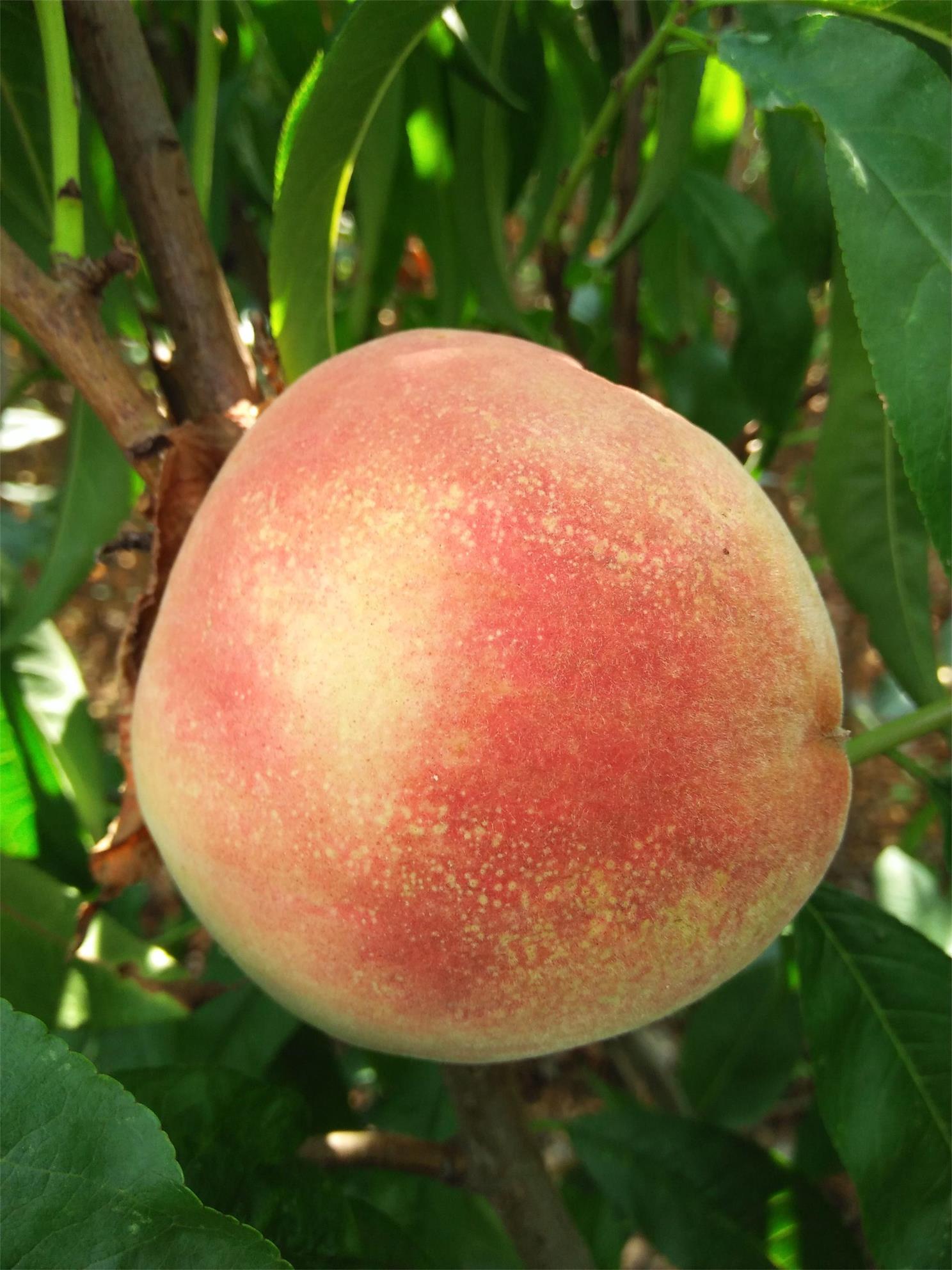 四川内江2年苹果树苗品种
