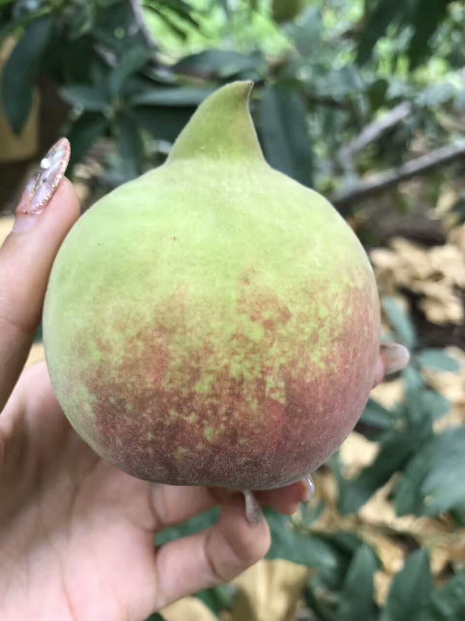 新疆阿克苏红肉苹果树苗种植基地