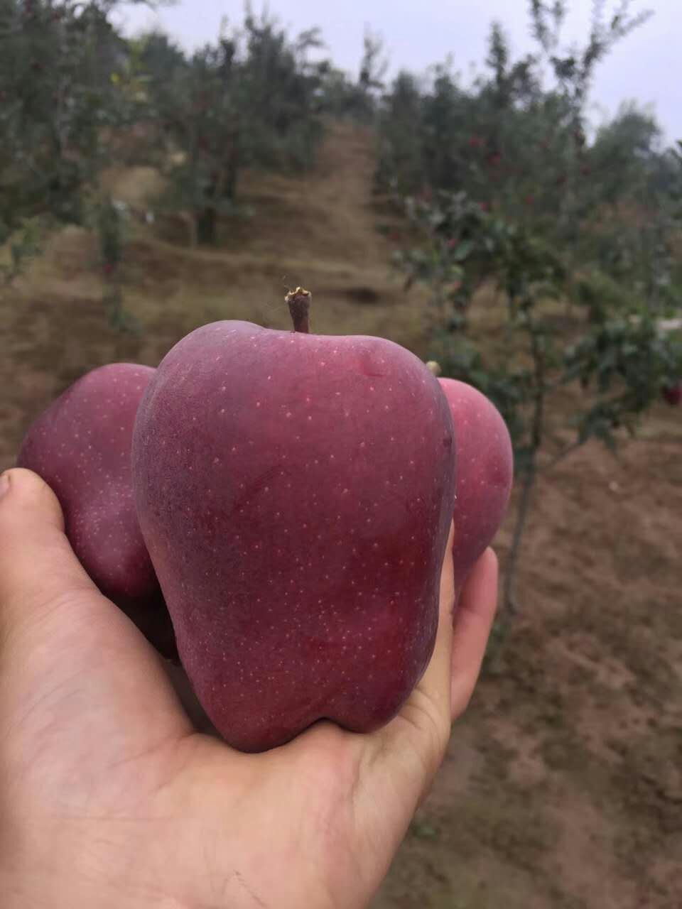 云南玉溪挂果苹果苗品种