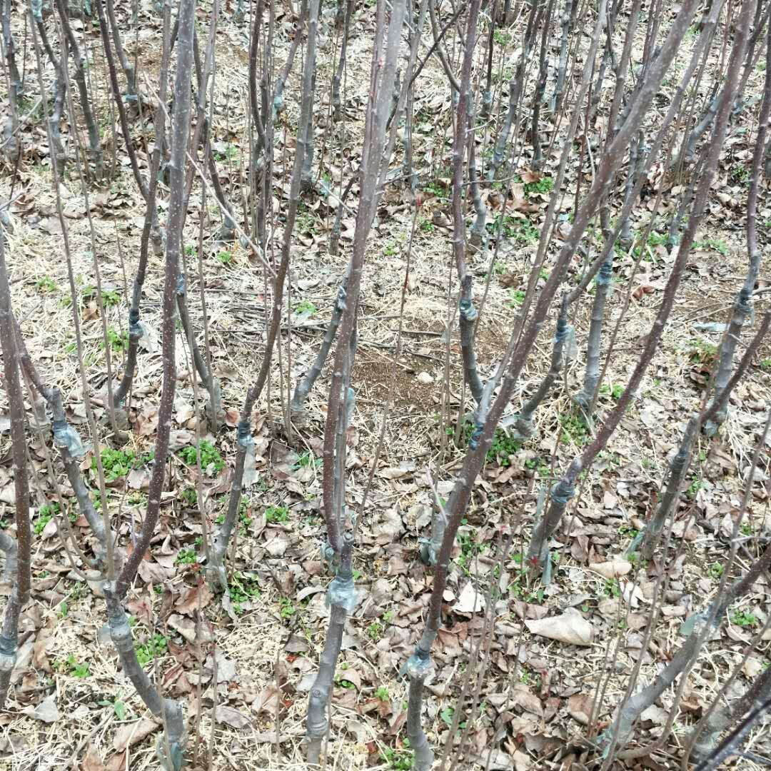 四川绵阳黄肉苹果树苗基地