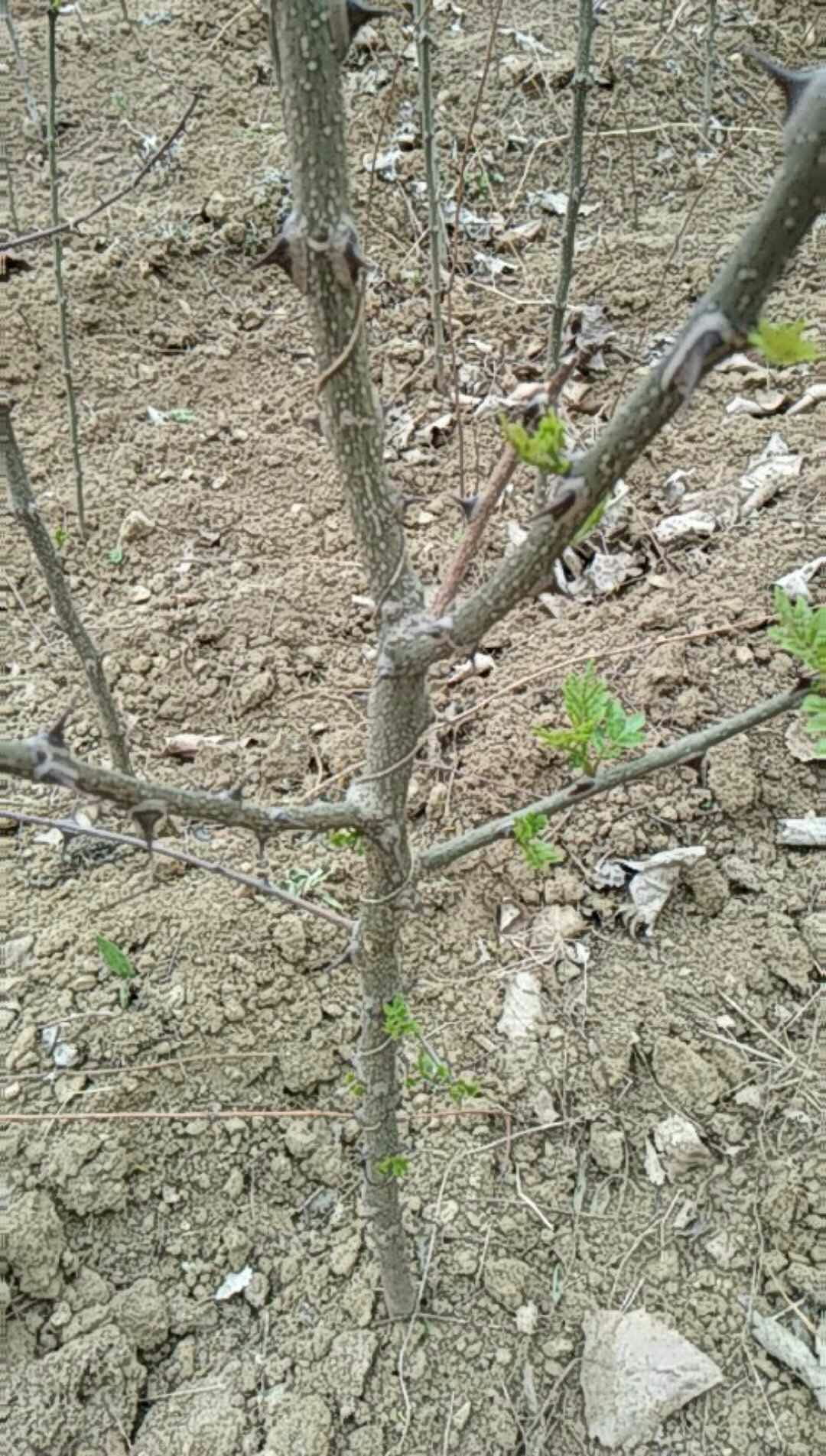 甘肃平凉红心苹果树苗基地苹果树苗