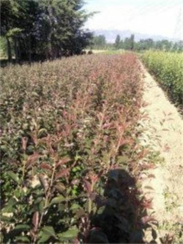 四川宜宾挂果苹果树苗种植基地