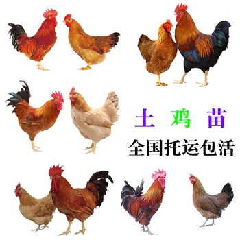 九龙坡鸡苗孵化公司-红河州鸡苗批发市场