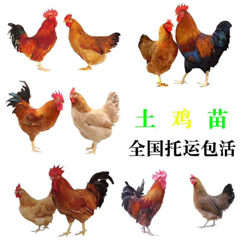 湖北十堰肉鸡苗孵化场