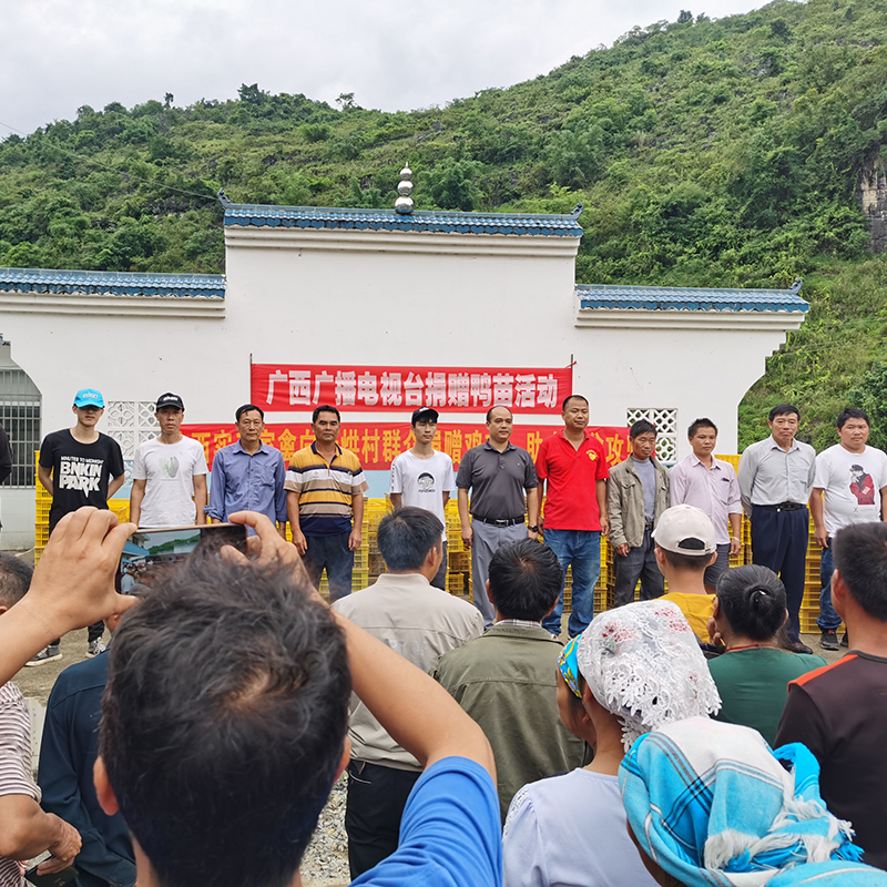 河北廊坊鸡苗孵化基地