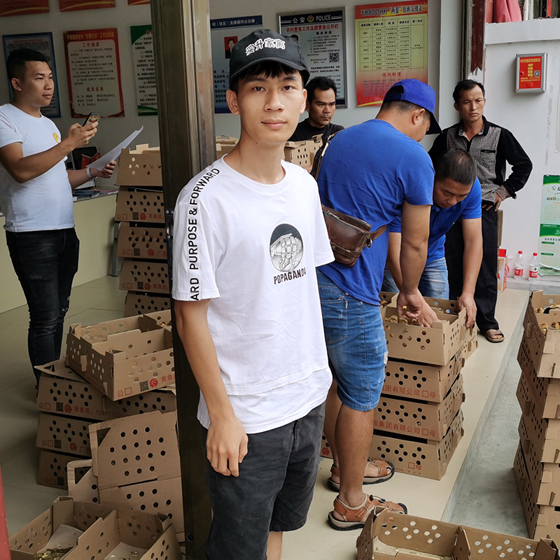 荆门鸡苗价钱-泰安益农鸡苗电话