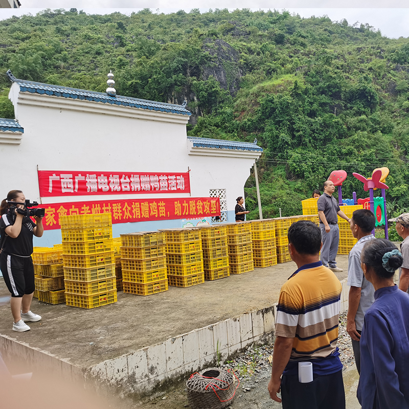 重庆合川肉鸡苗批发市场