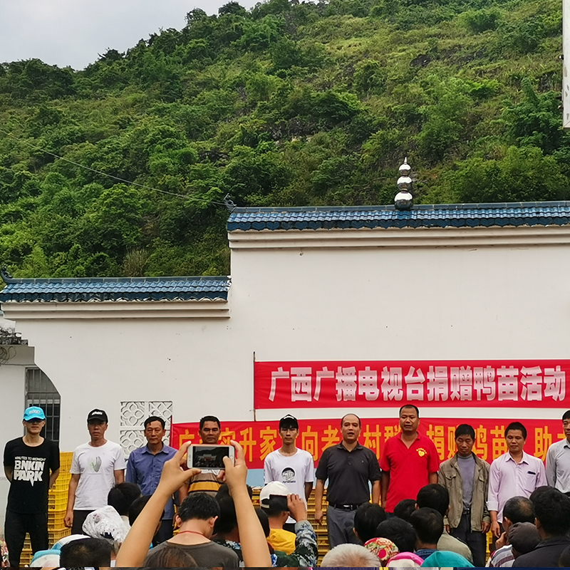 江苏淮安小鸡苗孵化基地