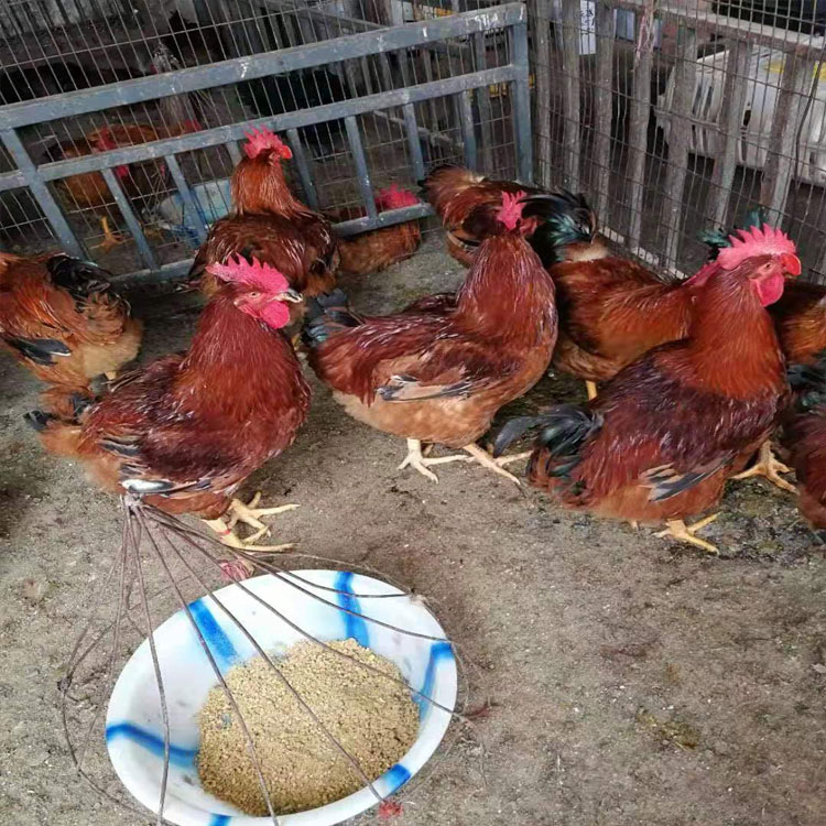 安徽宣城鸡苗厂家