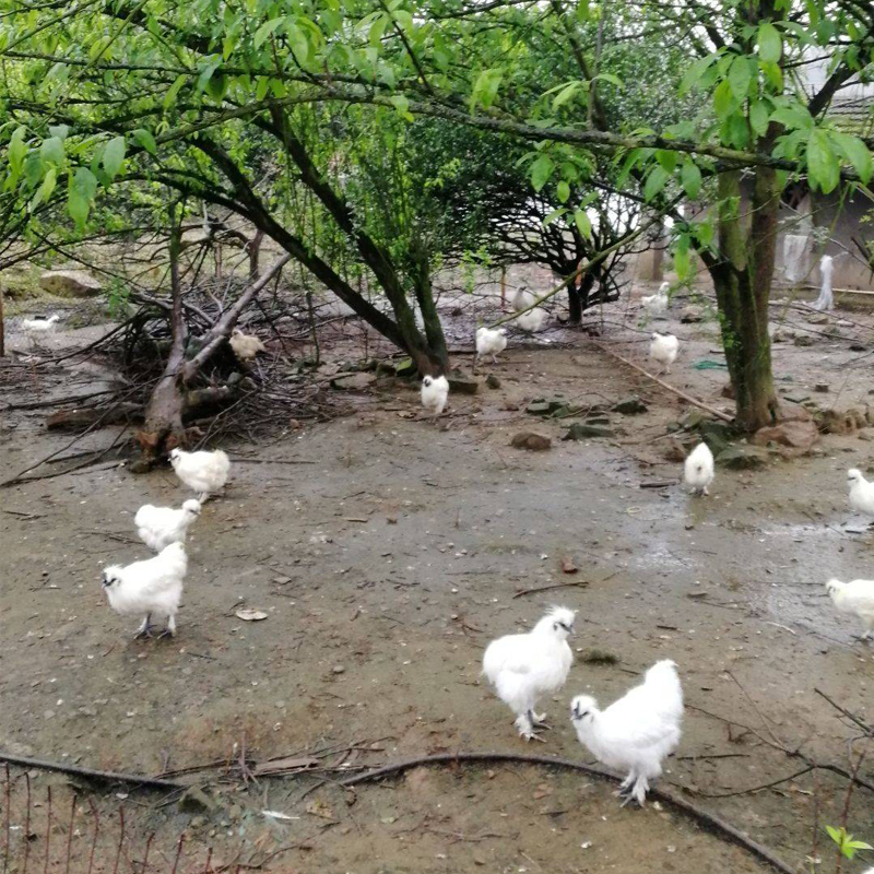 梁平土鸡苗价格-鸡苗厂有禽流感吗