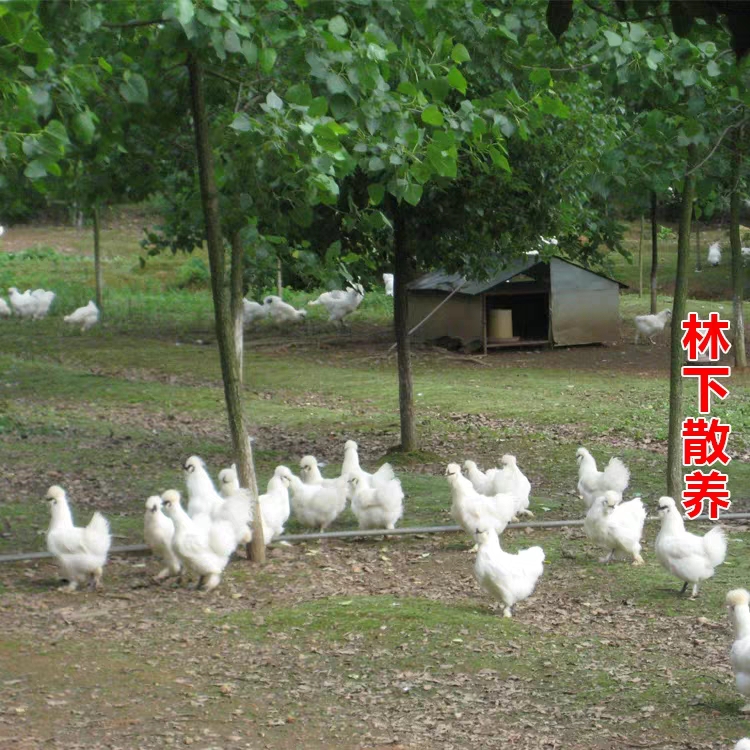 潼南鸡苗批发市场-夏天鸡苗饲养技术