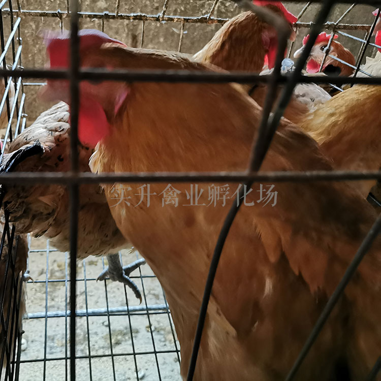 潼南鸡苗批发市场-夏天鸡苗饲养技术