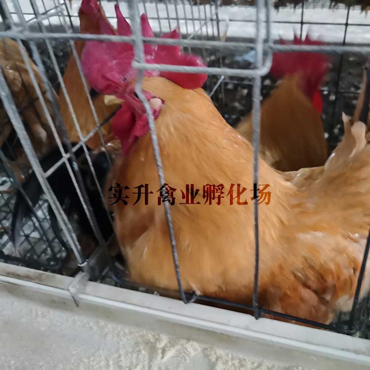 忠县鹅苗孵化公司-锦州附近鸡苗