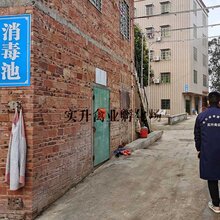 自贡肉鸡苗批发市场图片
