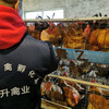 重慶九龍坡肉雞苗批發市場