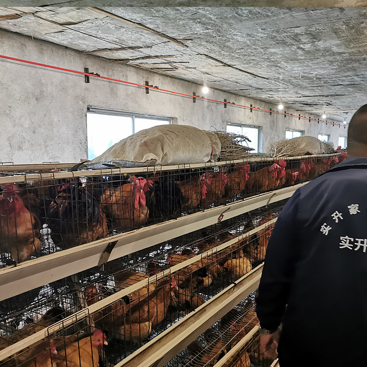 北京鸭苗孵化基地-孵化厂鸡苗全热死照片