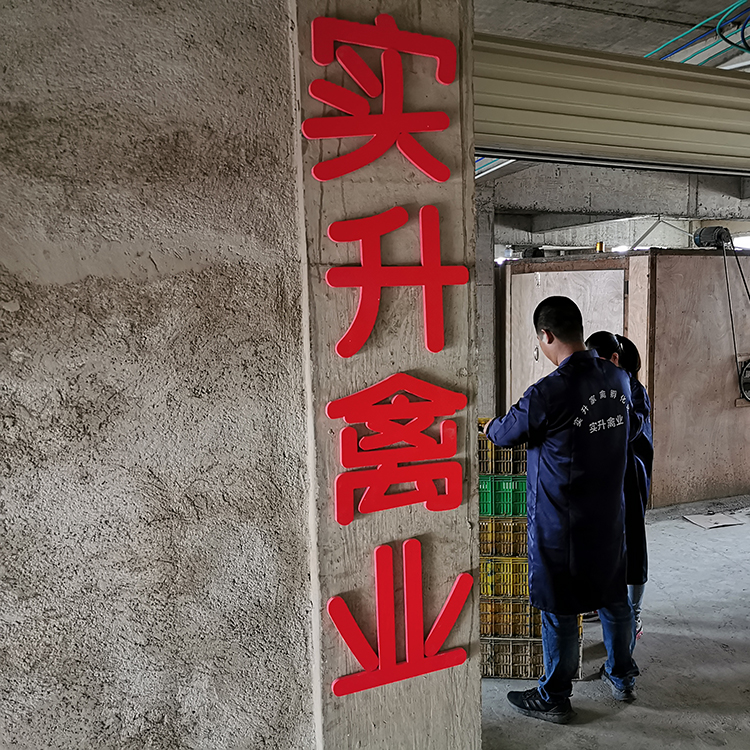 安顺鸭苗批发市场-江苏喻口京粉八鸡苗