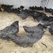 金華鴨苗價格-常州里有五黑雞苗賣