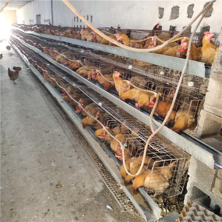 北京鸭苗孵化基地-孵化厂鸡苗全热死照片
