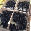 天津南开肉鸡苗供应商图片