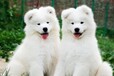 珠海宠物狗狗珠海犬舍出售纯种柯基法牛泰迪金毛萨摩柴犬