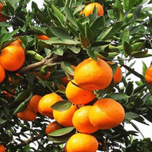 柑橘水溶肥的使用方法柑橘肥料