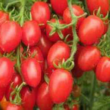 番茄水溶肥使用方法