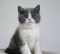 上海寵物貓南匯貓舍買貓賣貓地方有健康布偶領養矮腳折耳