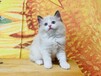 滨州宠物猫滨州猫舍卖狗买狗地方有布偶渐层美短蓝白蓝猫领养