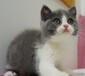 宜宾宠物猫宜宾猫舍买猫卖猫地方有布偶渐层暹罗矮脚蓝猫蓝白猫咪