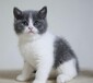 泰州宠物猫泰州猫舍卖猫买猫地方有布偶渐层矮脚蓝猫蓝白